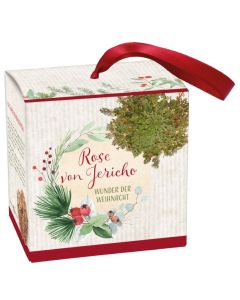 Wunder der Weihnacht - Rose von Jericho